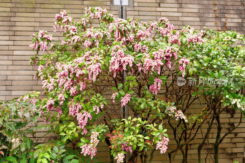 Pieris japonica /日本仙女座花